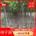 江苏徐州柿树，地径1～7公分大量出售，货源充足，质优价廉