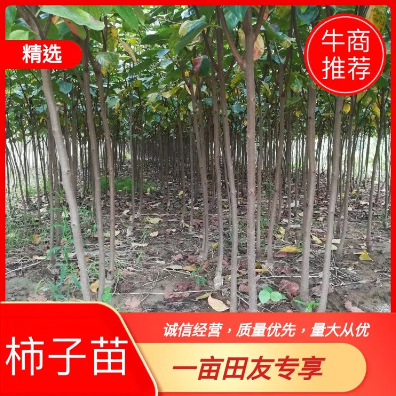 江苏徐州柿树，地径1～7公分大量出售，货源充足，质优价廉