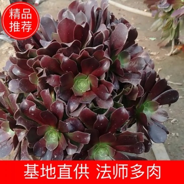 法师多肉基地直销欧版紫羊绒基地批发，可混批。