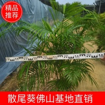 散尾葵佛山基地直销一手货源提供技术指导。