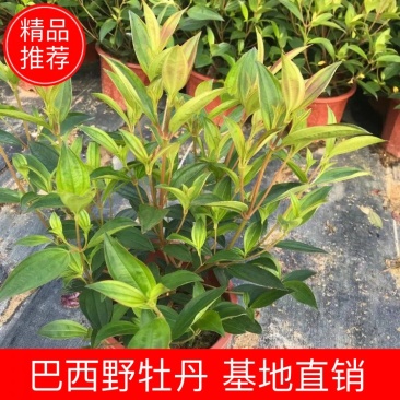 巴西野牡丹佛山基地直销一手货源，绿植批发