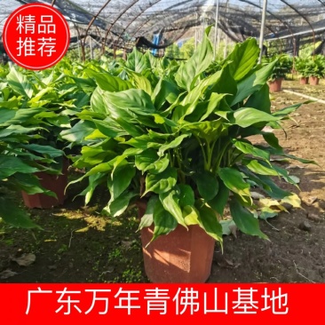 广东万年青佛山基地直销一手货源，长青绿植