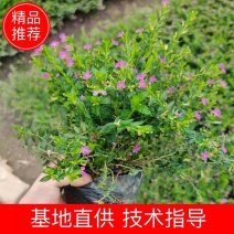地被绿化苗星花佛山基地直销，地被绿植，一手货源