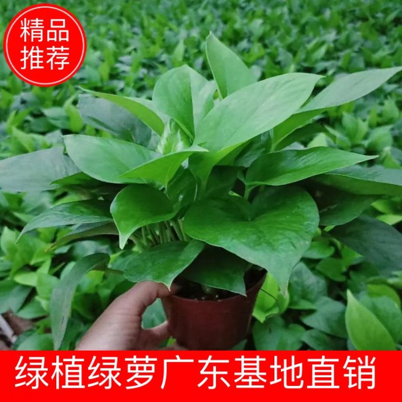 室内吸甲醛摆放绿植绿萝佛山基地直销，净化空气