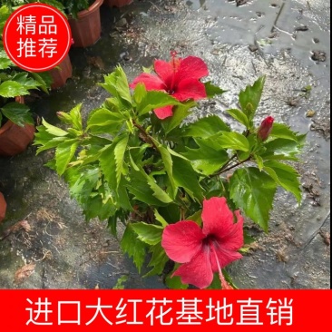 进口大红花佛山基地直销一手货源，基地直发