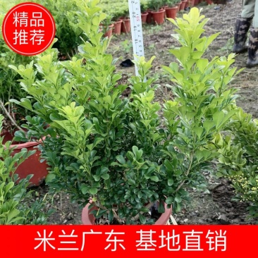 米兰佛山基地直销一手货源，常青绿植，基地直发