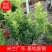 米兰佛山基地直销一手货源，常青绿植，基地直发