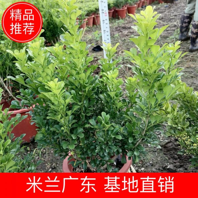 米兰佛山基地直销一手货源，常青绿植，基地直发