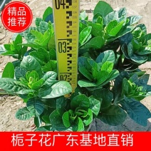 【毕业季/栀子花】栀子花佛山基地直销一手货源，芳香迷人