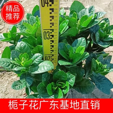 【毕业季/栀子花】栀子花佛山基地直销一手货源，芳香迷人