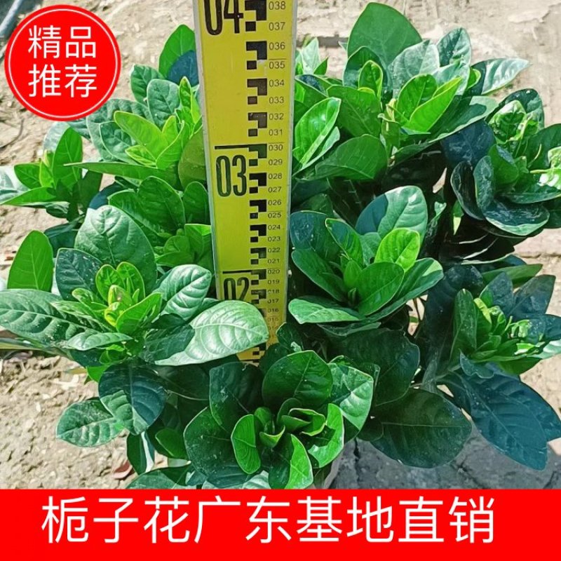 【毕业季/栀子花】栀子花佛山基地直销一手货源，芳香迷人