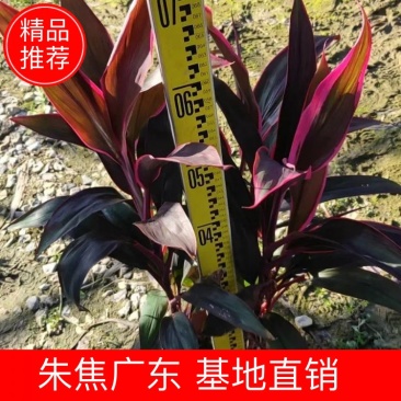 朱焦佛山三基地直销一手货源，批发价格，基地直发