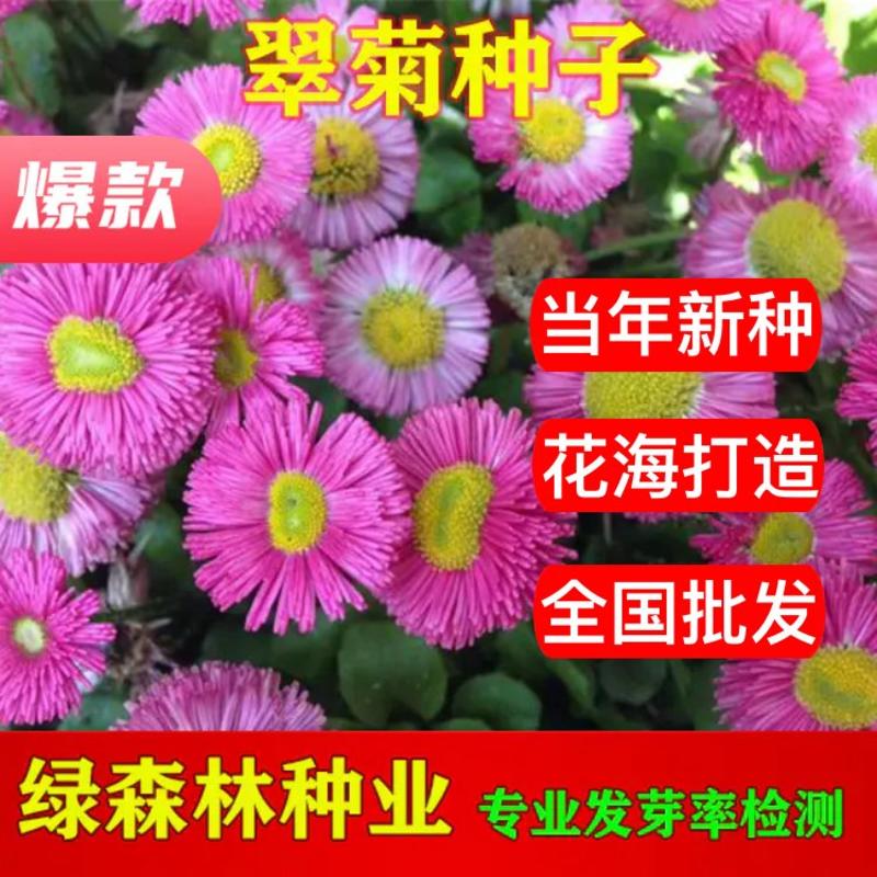 翠菊种子，当年新种，翠菊颗粒饱满，全国发货