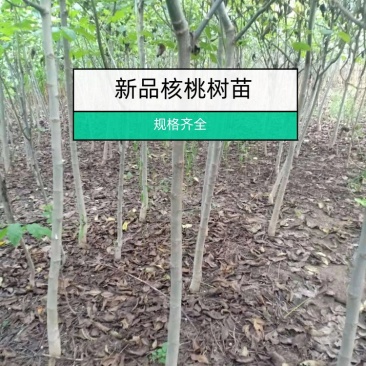 基地出售核桃树苗，新品种核桃树苗，规格齐全