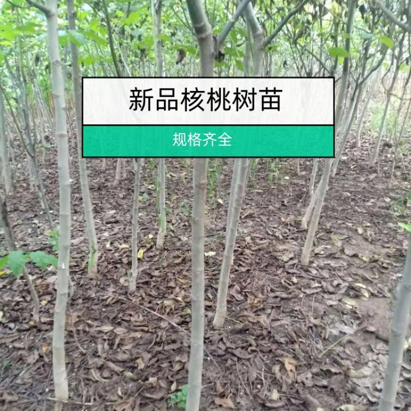 基地出售核桃树苗，新品种核桃树苗，规格齐全