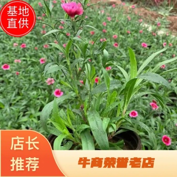 草花基地低价直供宿根花卉，时令草花，双色盆美国石竹