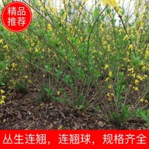 花乡沭阳直供优质绿化连翘小苗，丛生连翘，连翘球，规格齐全