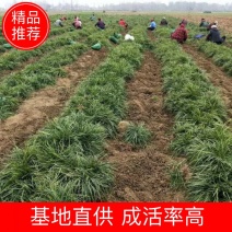 万亩基地销售中叶麦冬草，细叶麦冬草，日本矮麦冬，成活率高