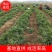 万亩基地销售中叶麦冬草，细叶麦冬草，日本矮麦冬，成活率高