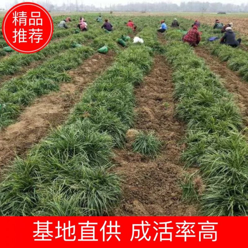 万亩基地销售中叶麦冬草，细叶麦冬草，日本矮麦冬，成活率高