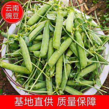 【精品】云南长寿仁豌豆货源充足质量保障量大从优