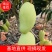 海南金煌芒精品果大量上市现摘现发电商批发欢迎选购