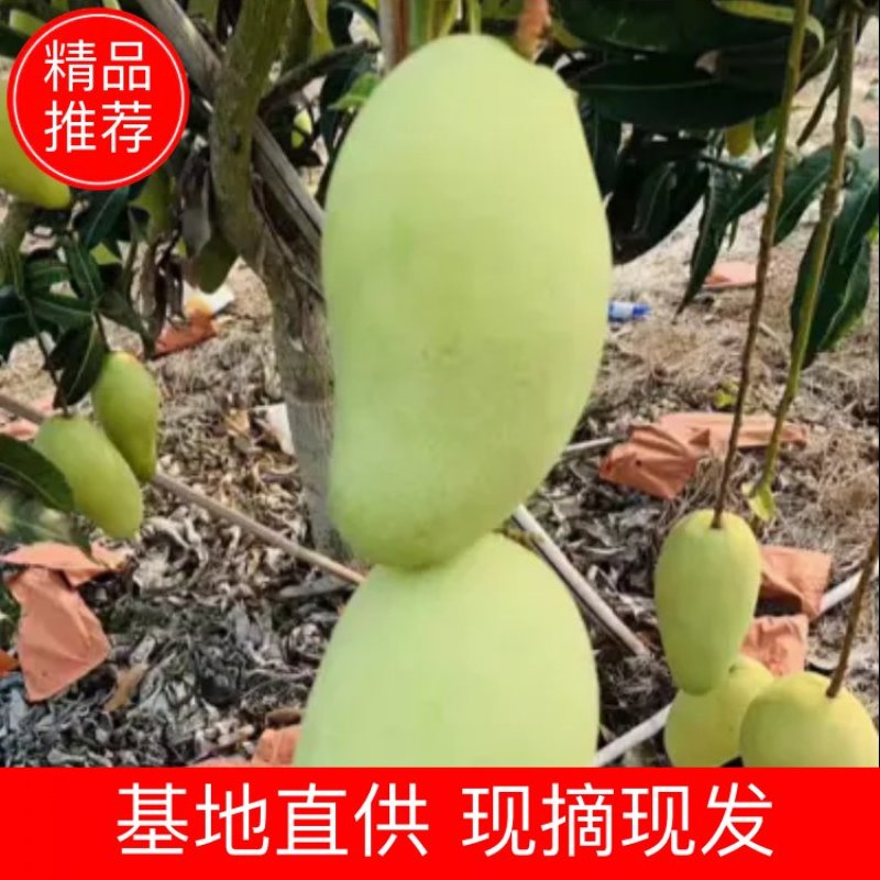 海南金煌芒精品果大量上市现摘现发电商批发欢迎选购