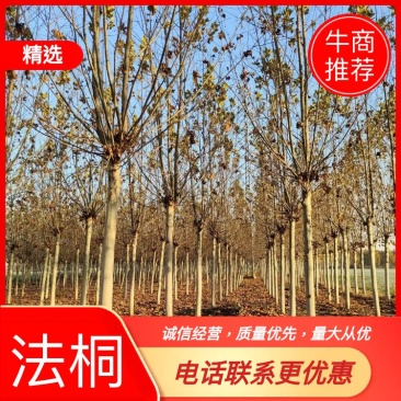 法桐12～20公分出售，截干发帽两年3年的都有，欢迎电联