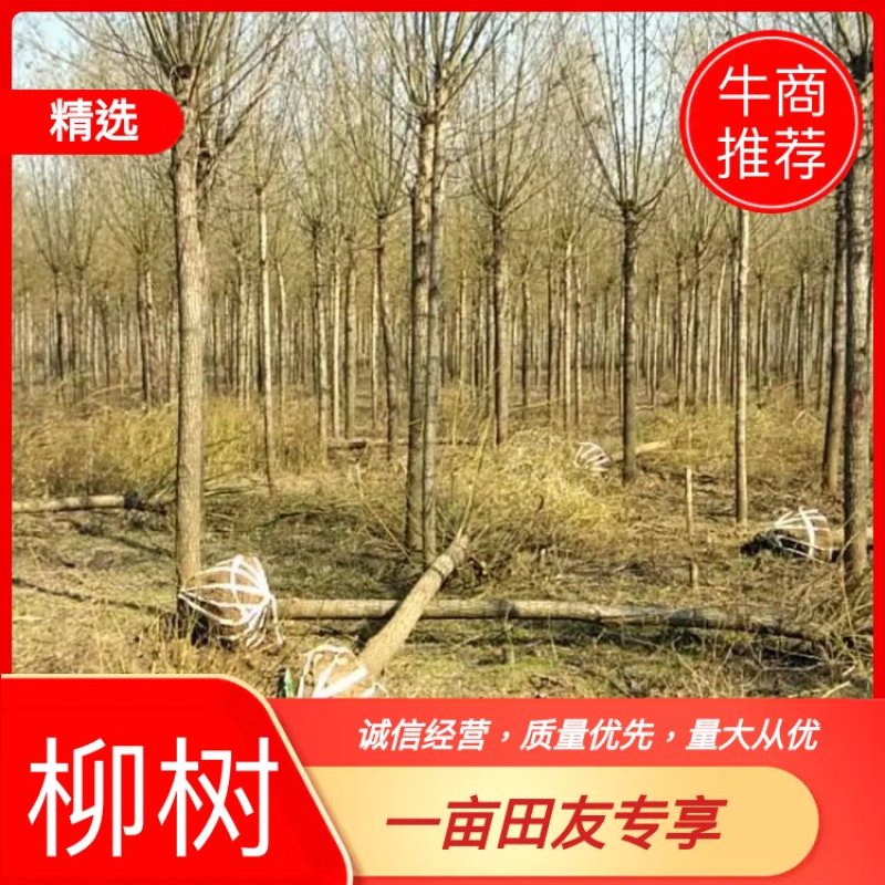 江苏丰县柳树，2～18公分大量出售，货源充足，来电优惠