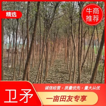 4～16公分丝棉木大青叶大量出售，土球裸根均可，量大从优