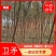 4～16公分丝棉木大青叶大量出售，土球裸根均可，量大从优