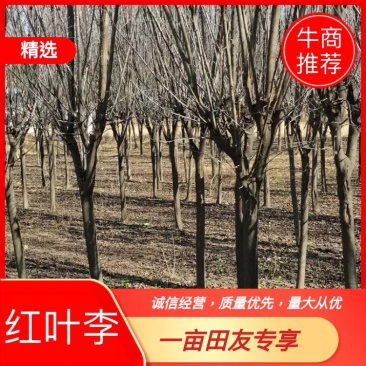 6～12公分紫叶李红叶李大量出售，裸根土球均可，货源充足