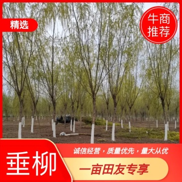 江苏丰县垂柳，竹柳，直柳2~15公分大量出售，货源充足