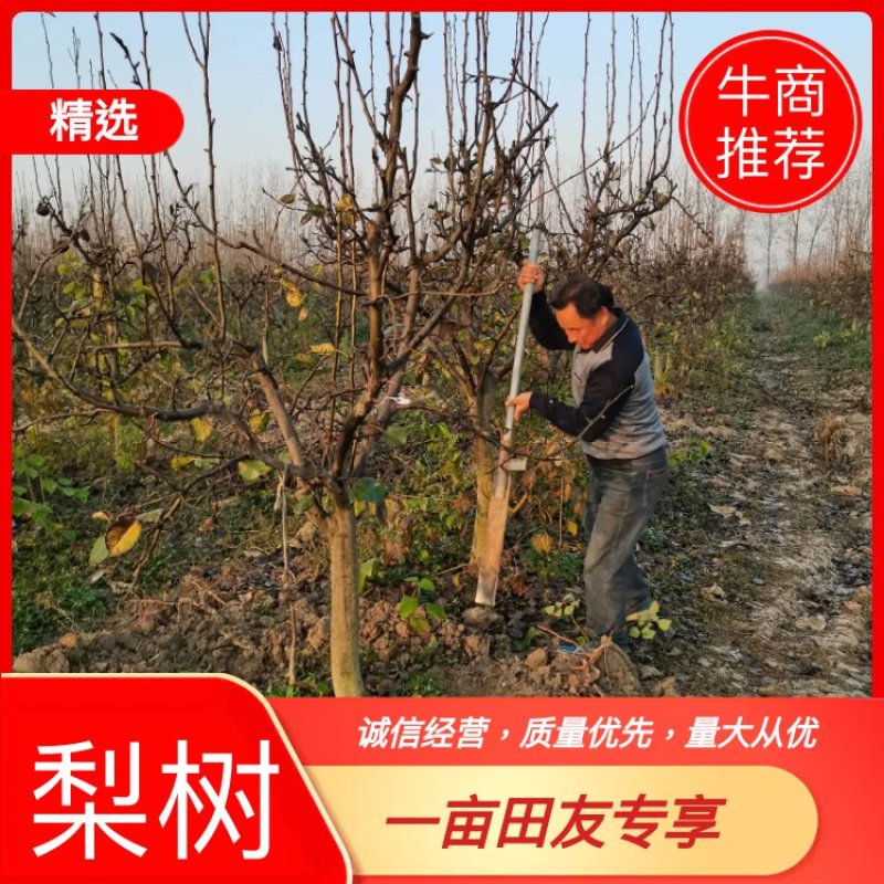 5～40公分梨树大量有货，具体规格要求电话详谈
