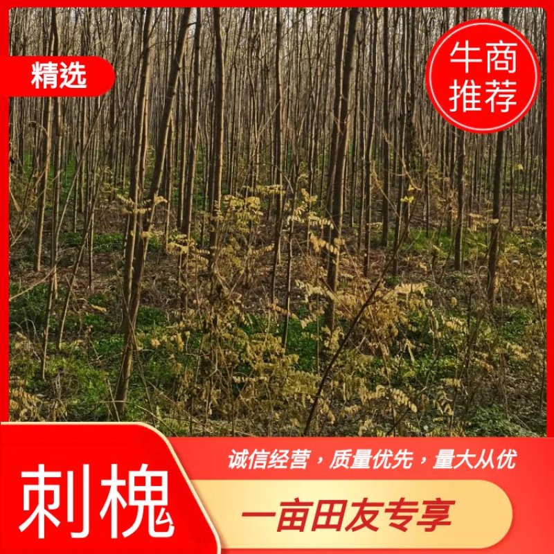 5～14公分刺槐出售，具体规格要求电话详谈，欢迎前来选购