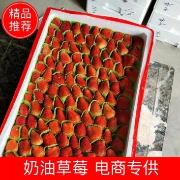 加工果草莓徐州草莓邳州草莓诚信经营欢迎全国各地朋
