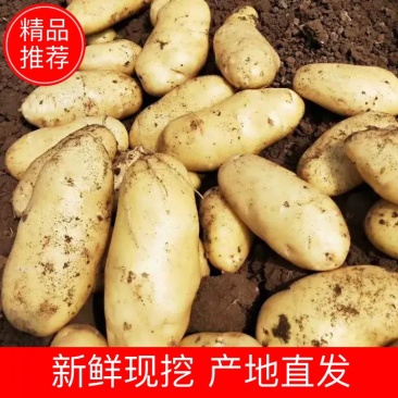 优质荷兰十五土豆现货大量供应可视频看货，品质保证
