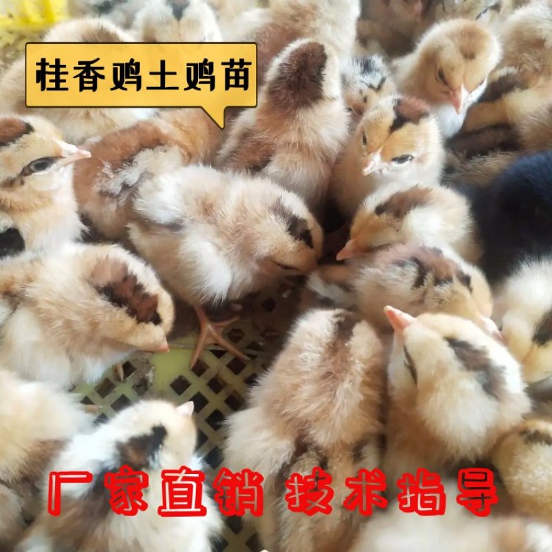 桂香鸡土鸡苗包打疫苗厂家直销技术指导