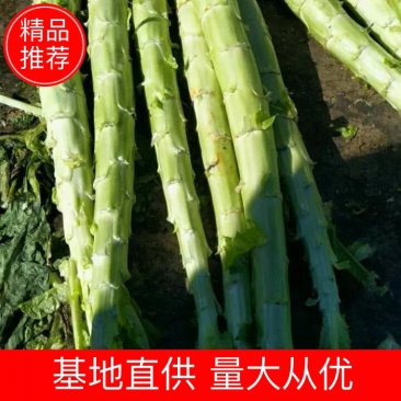 云南精品莴笋光杆，无空心，大量有货欢迎咨询采购