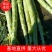 云南精品莴笋光杆，无空心，大量有货欢迎咨询采购