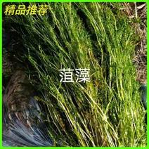 菹草菹草种子各种沉水植物种植大量供应瑞荷水生植物