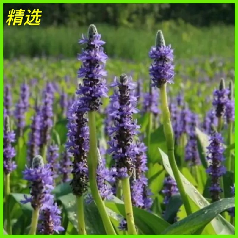 梭鱼草盆栽梭鱼草白洋淀瑞荷水生植物基地自产自销