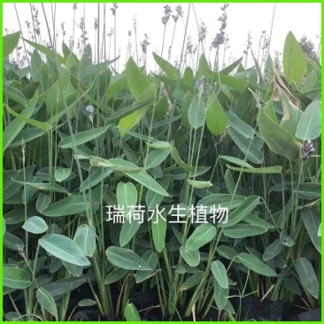 再力花盆栽再力花白洋淀瑞荷水生植物基地自产自销