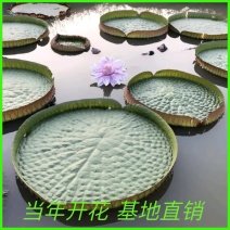 王莲大王莲热带王莲白洋淀瑞荷水生植物基地自产自销