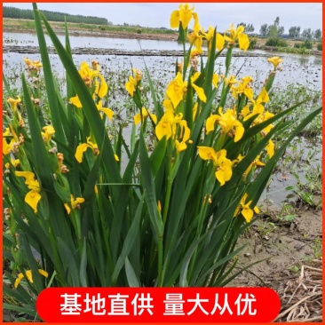黄菖蒲水生鸢尾盆栽黄菖蒲绿化专用签合同保成活