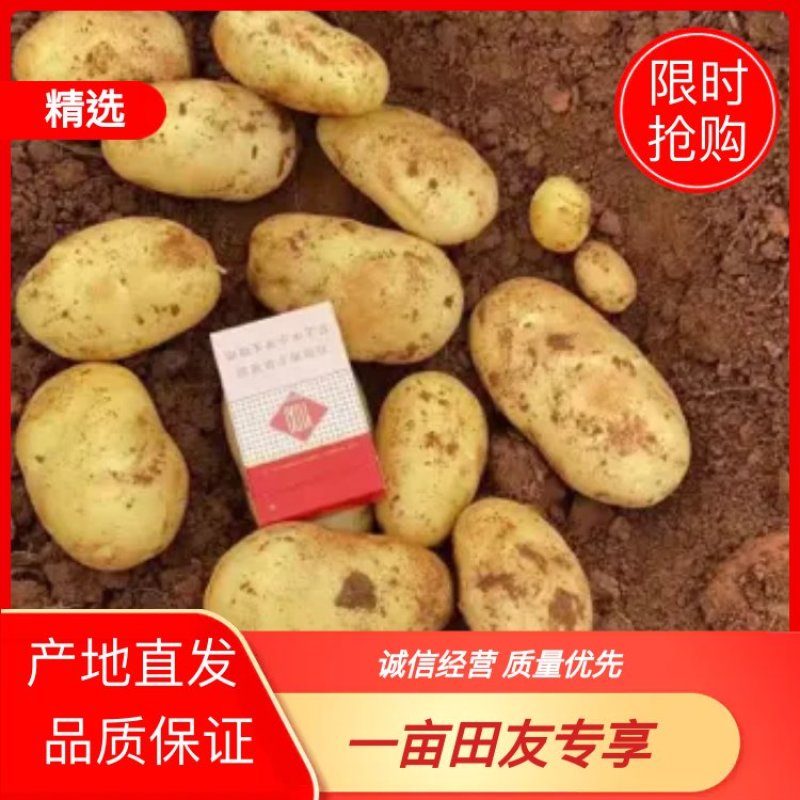 土豆红皮黄心土豆黄皮黄心土豆都有货速度联系我