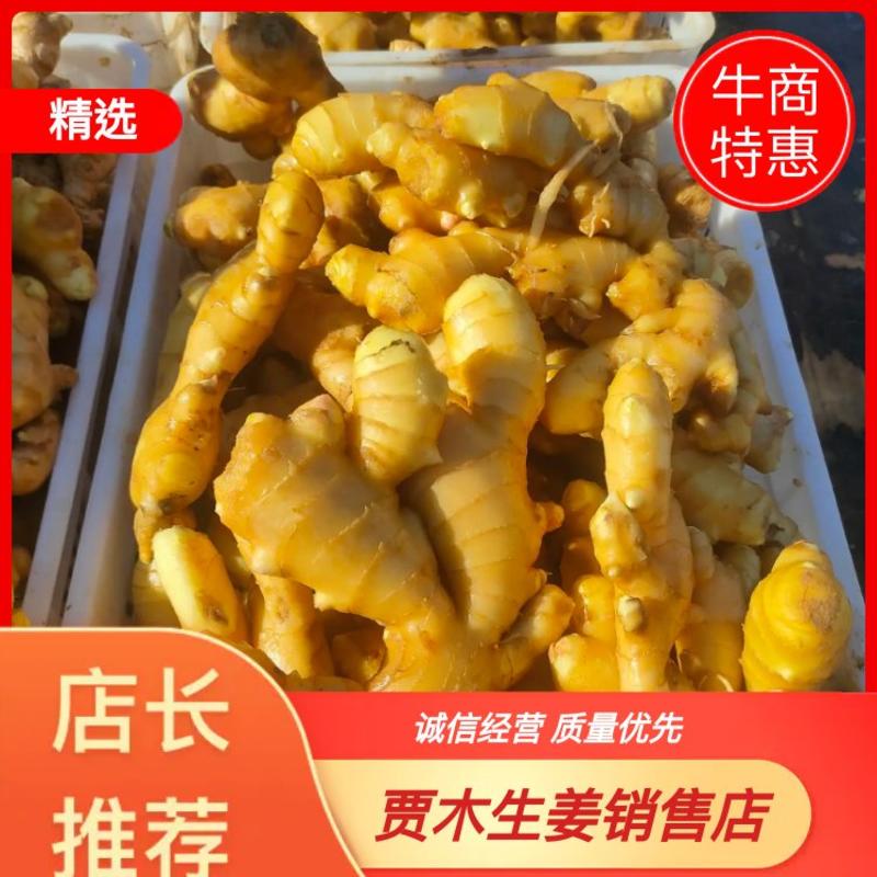 行唐县老姜，大量出售各种质量水洗鲜姜，烘干姜，价格低。