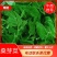 广东桑芽菜，250克一包，一件120包，货源充足，量大优