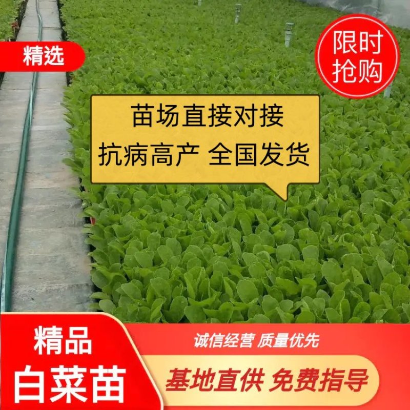 大白菜苗，鸿阳50.东阳50.东阳502