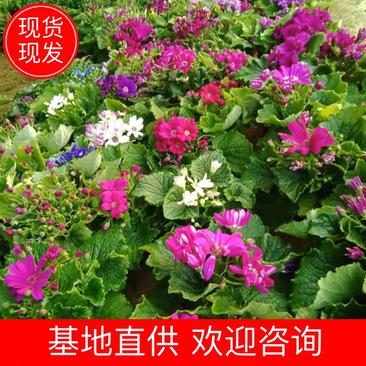 精品瓜叶菊大量上市基地直发直销诚信经营欢迎咨询